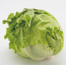 lettuce