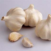 Garlic