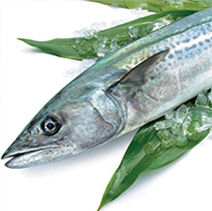 Japanese Spanish mackerel